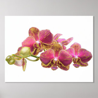 Accessoires voor Folie links op rode orchideeën Af Afdrukken