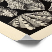 Acephala Ernst Haeckel Art Print (Hoek)