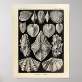 Acephala Ernst Haeckel Art Print (Voorkant)