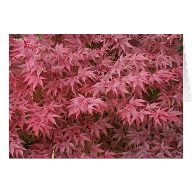 acer palmatum bladeren (Voorkant Horizontaal)