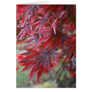 Acer palmatum "Trompenburg"