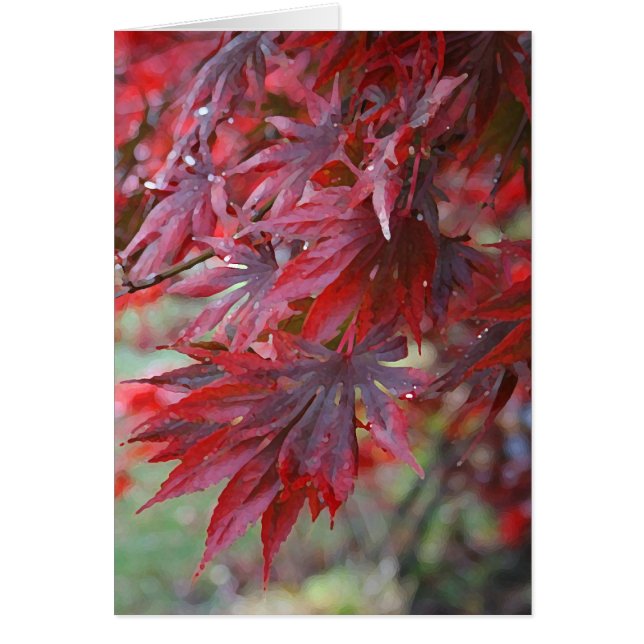 Acer palmatum "Trompenburg" (Voorkant)