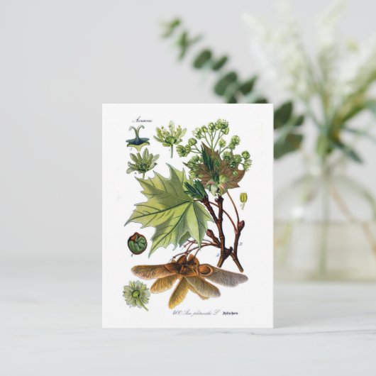 Acer platanoides (de Esdoorn van Noorwegen) Briefkaart (Staand voorkant)