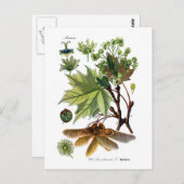 Acer platanoides (de Esdoorn van Noorwegen) Briefkaart (Voorkant / Achterkant)