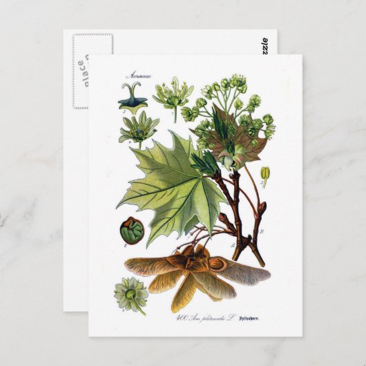 Acer platanoides (de Esdoorn van Noorwegen) Briefkaart (Voorkant / Achterkant)