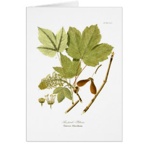 Acer pseudo-platanus