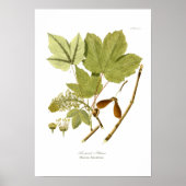 Acer pseudo-platanus poster (Voorkant)