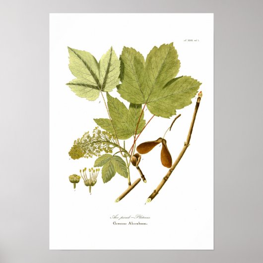 Acer pseudo-platanus poster (Voorkant)