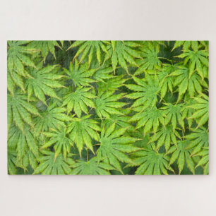 Acer Shirasawanum Palmatifolium Japanse Esdoorn Legpuzzel