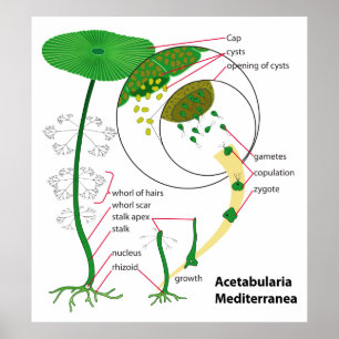 Acetabularia Mediterranea Life Cyram Poster