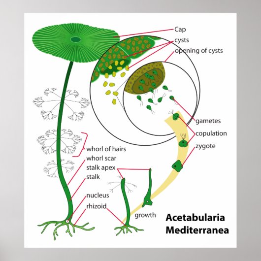 Acetabularia Mediterranea Life Cyram Poster (Voorkant)