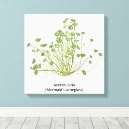 Acetabularia (Mermaid's Wineglass) Hand getekend Canvas Afdruk