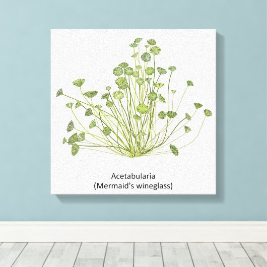 Acetabularia (Mermaid's Wineglass) Hand getekend Canvas Afdruk (Insitu (Houten vloer))