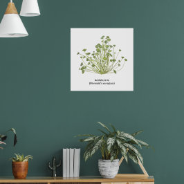 Acetabularia (Mermaid's Wineglass) Hand getekend Poster