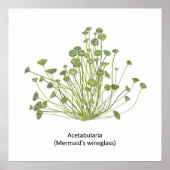 Acetabularia (Mermaid's Wineglass) Hand getekend Poster (Voorkant)