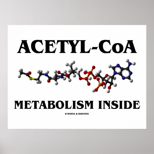 Acetyl-CoA metabolisme in de binnenkant (chemisch Poster (Voorkant)