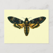 Acherontia atropos briefkaart (Voorkant)