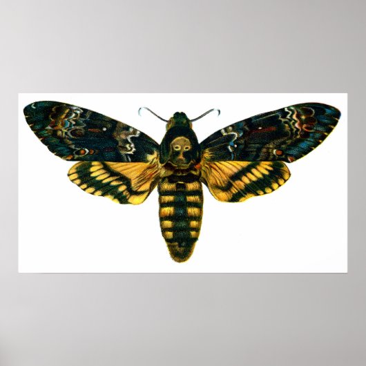 Acherontia atropos (Death's Head Hawkmol) Poster (Voorkant)