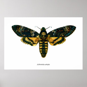 Acherontia atropos (Death's Head Hawkmol) Poster