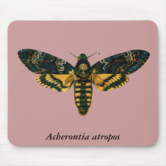 Acherontia atropos muismat (Voorkant)