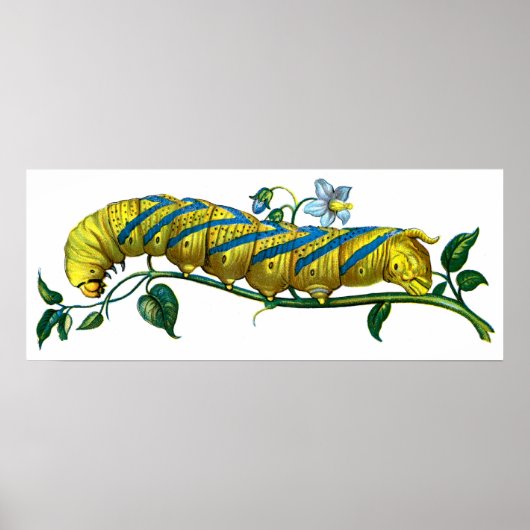 Acherontia atropos poster (Voorkant)