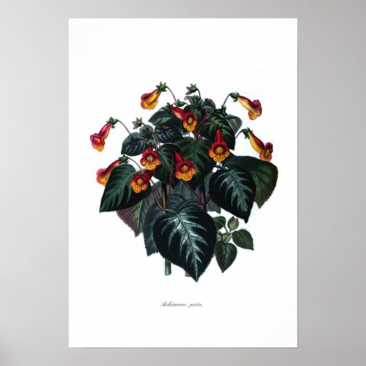 Achimenes picta poster (Voorkant)