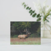 Acht 8 punten elk in het najaar briefkaart (Staand voorkant)