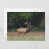 Acht 8 punten elk in het najaar briefkaart (Voorkant / Achterkant)