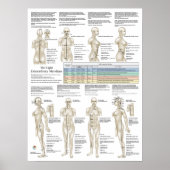 Acht extra acupunctie buitengewone mierikans poster (Voorkant)