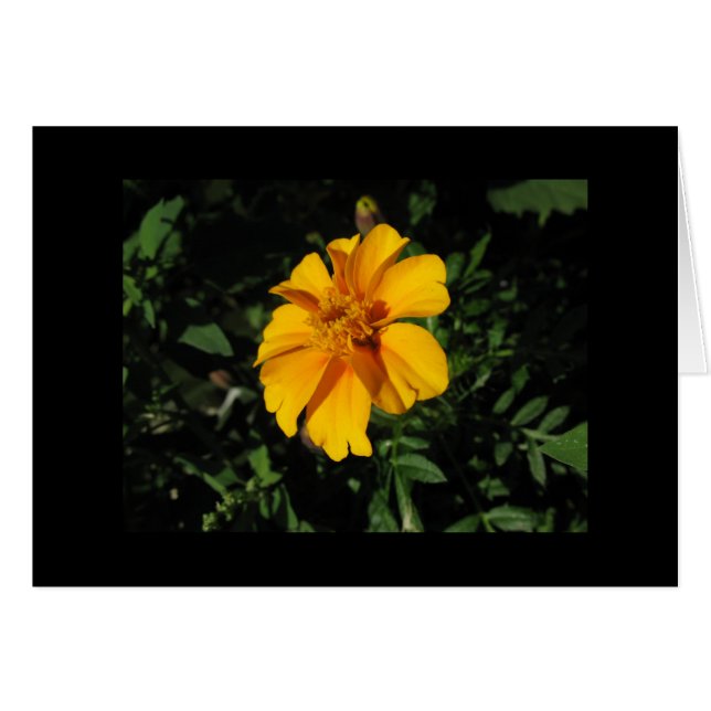 Acht Oranje petalen (Voorkant Horizontaal)