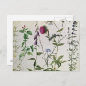 Acht studies over wilde bloemen briefkaart (Voorkant / Achterkant)