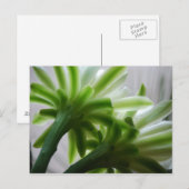 Achter de scènes briefkaart (Voorkant / Achterkant)