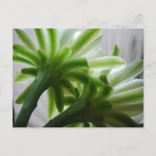 Achter de scènes briefkaart