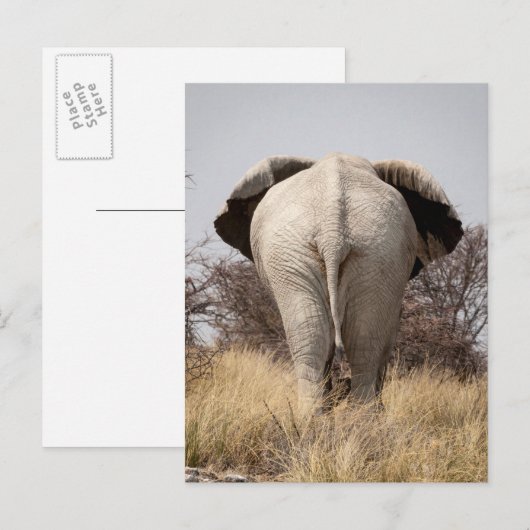 Achter uitzicht van olifant briefkaart (Voorkant / Achterkant)