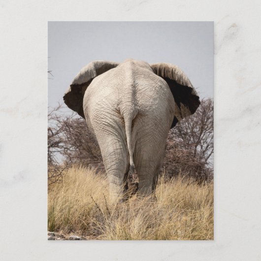 Achter uitzicht van olifant briefkaart (Voorkant)