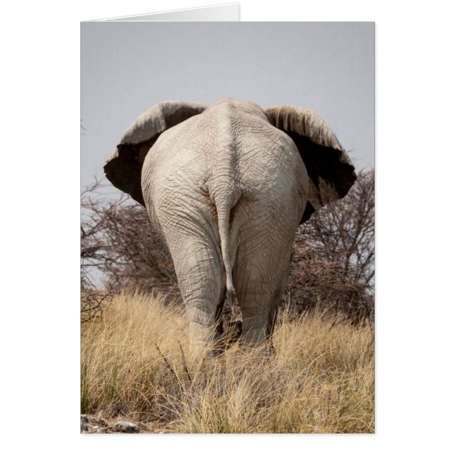 Achteraanzicht van olifant (Voorkant)