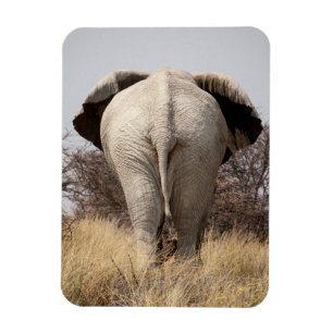 Achteraanzicht van olifant magneet