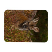 Achterbuik met rode hals magneet (Horizontaal)