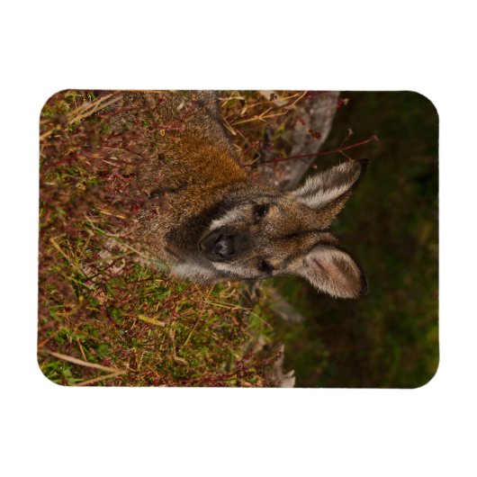 Achterbuik met rode hals magneet (Horizontaal)