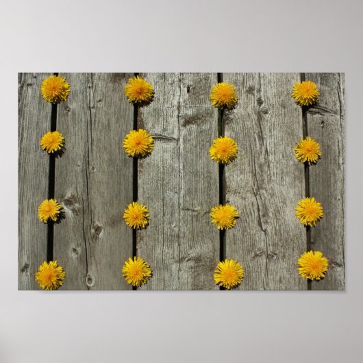 Achtergrond andelions poster (Voorkant)