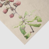 Achtergrond Blackberry Tissuepapier (Detail)