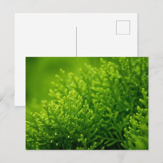 Achtergrond groene bladeren briefkaart (Voorkant / Achterkant)