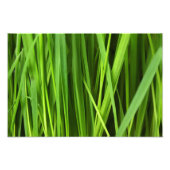 Achtergrond Groene gras Foto Afdruk (Voorkant)