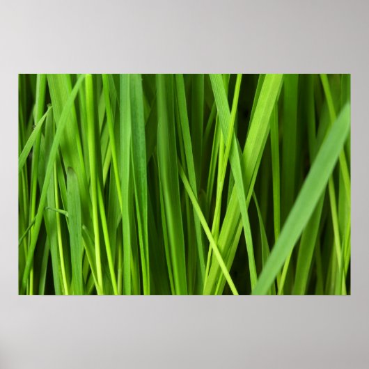 Achtergrond Groene gras Poster (Voorkant)