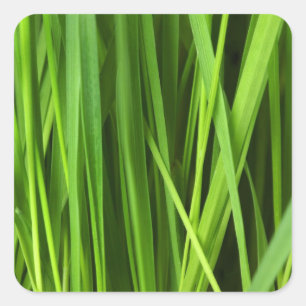 Achtergrond Groene gras Vierkante Sticker
