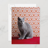 Achtergrond kat (Russisch blauw) en behang Briefkaart (Voorkant / Achterkant)