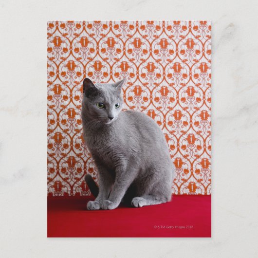 Achtergrond kat (Russisch blauw) en behang Briefkaart (Voorkant)