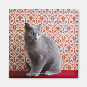 Achtergrond kat (Russisch blauw) en behang Magneet
