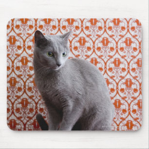 Achtergrond kat (Russisch blauw) en behang Muismat