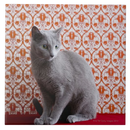 Achtergrond kat (Russisch blauw) en behang Tegeltje (Voorkant)